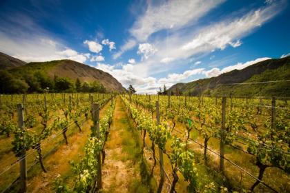 Gibbston Valley Lodge and Spa - image 15